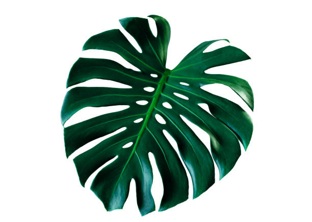 istock monstera leaf isolated on white background 1253026759