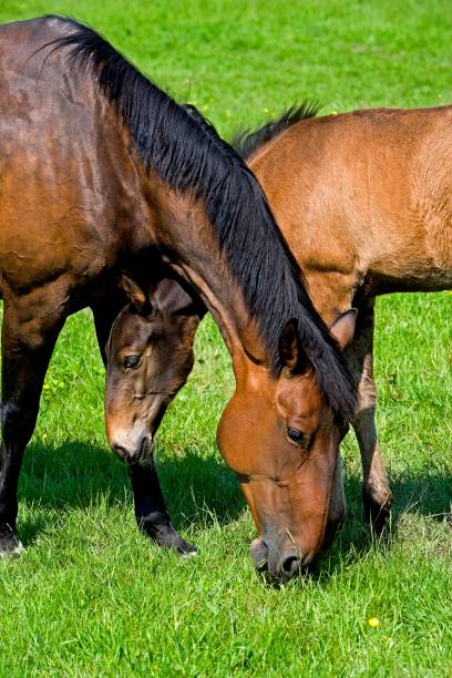 istock French Trotter, Mare with Foal standing in Paddock, Normandy 1253026923