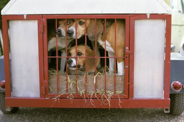istock Beagle Dog, Adults in Trailer, Going to Hunt 1253026924