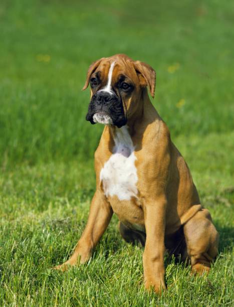 istock Boxer Dog, Pup sitting on Grass 1253026939