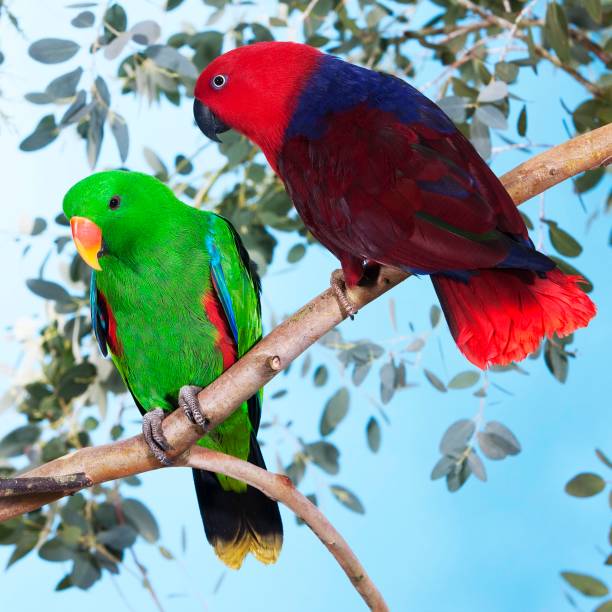 istock Eclectus Parrot, eclectus roratus, Male and Female standing on Branch 1253027521