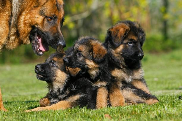 istock German Shepherd Dog, Female with Pups 1253027532