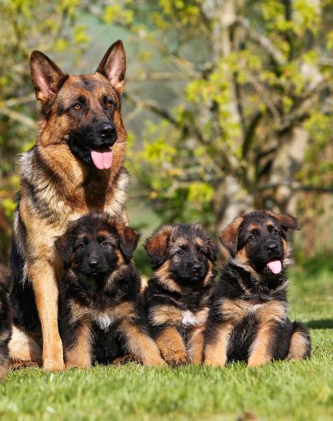 istock German Shepherd Dog, Female with Pups 1253027551