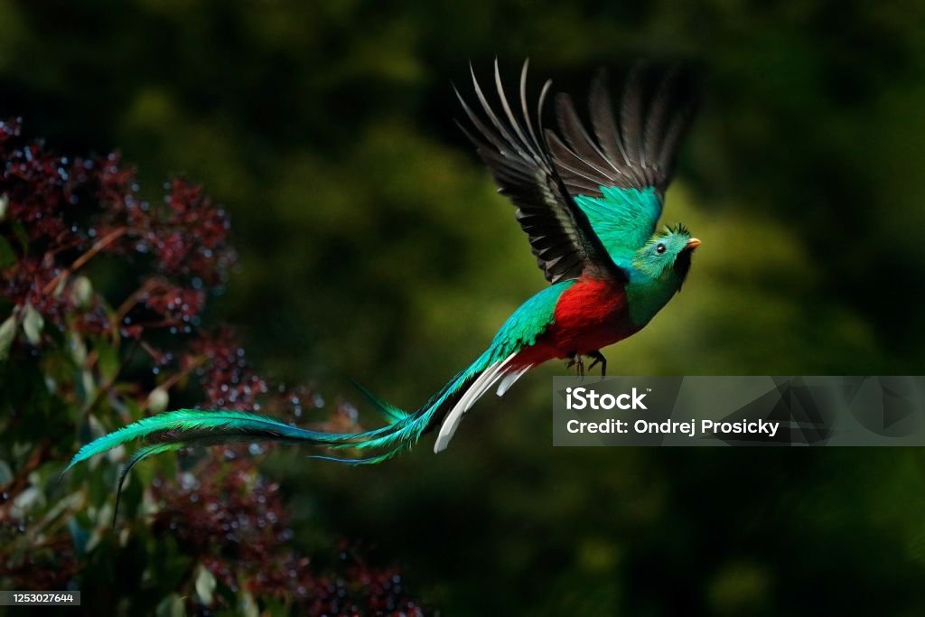 Flying Resplendent Quetzal, Pharomachrus mocinno, Savegre in Costa Rica, with green forest background. Magnificent sacred green and red bird. Action fly moment with Resplendent Quetzal. Birdwatching Quetzal Stock Photo