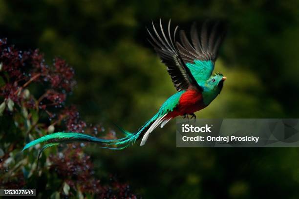 Flying Resplendent Quetzal Pharomachrus Mocinno Savegre In Costa Rica With Green Forest Background Magnificent Sacred Green And Red Bird Action Fly Moment With Resplendent Quetzal Birdwatching Stock Photo - Download Image Now