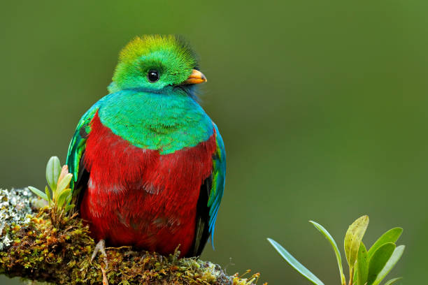 Resplendent Quetzal, Pharomachrus mocinno, from Savegre in Costa Rica with blurred green forest foreground and background. Magnificent sacred green and red bird. Detail portrait of Resplendent Quetzal stock photo