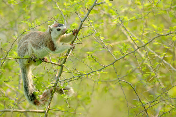 Grizzled giant squirrel, Ratufa macroura, in the nature habitat. Big squirrel sitting on thorny shrub. Beautiful fur coat animal feeding on tree. Wildlife scene from nature, Sri Lanka, Asia. ardilla gigante grizzled, ratufa macroura, en el hábitat de la naturaleza. una gran ardilla sentada en un arbusto espinoso. hermoso animal abrigo de piel alimentándose de árbol. escena de vida silvestre de la naturaleza, sri lanka, asia.