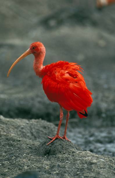 istock Scarlet Ibis, eudocimus ruber, Adult 1253027902