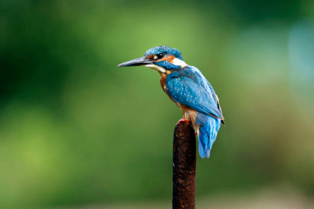 istock Male kingfisher 1253027903