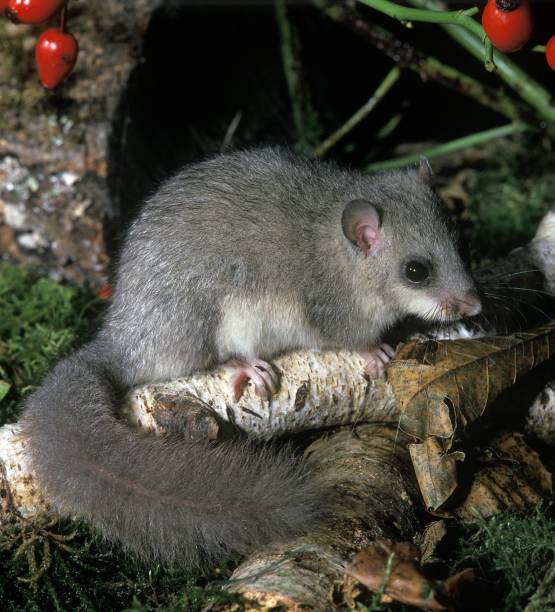 istock Edible Dormouse, glis glis, Adult 1253027915