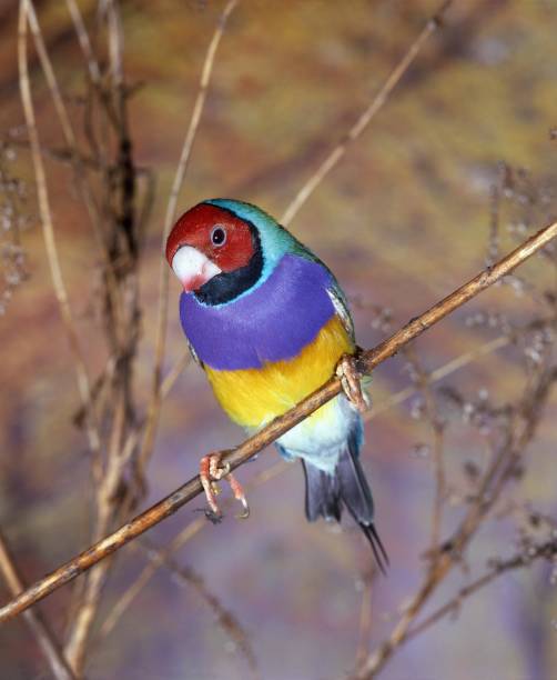 gouldian finch, chloebia gouldiae, adult standing on branch - gouldian finch imagens e fotografias de stock