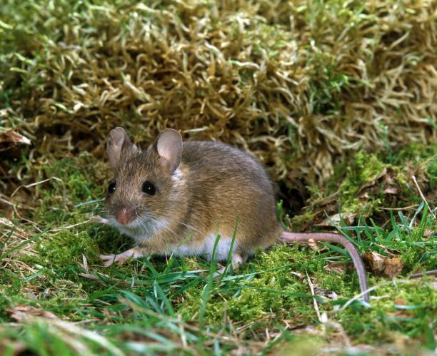 istock Long Tailed Field Mouse, apodemus sylvaticus, Adult standing on Moss 1253027919