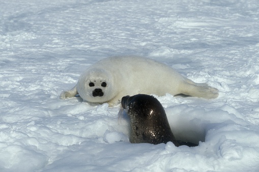 Harp Seal, pagophilus groenlandicus, Female with Pup standing on Ice Field, Magdalena Island in Canada