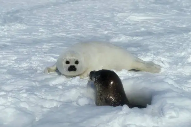 Photo of Harp Seal, pagophilus groenlandicus, Female with Pup standing on Ice Field, Magdalena Island in Canada