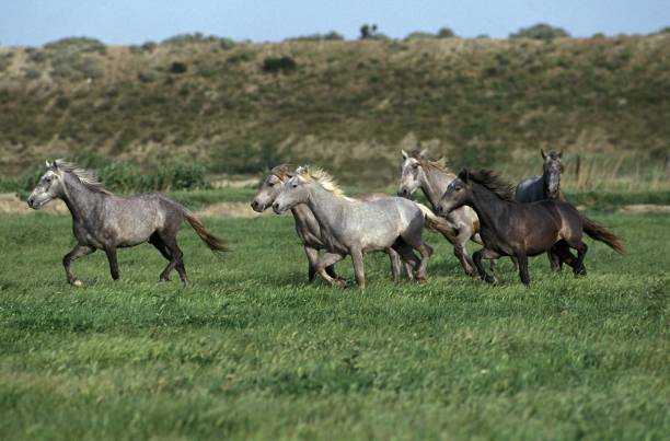 istock Lusitano Horse, Herd Trotting through Meadow 1253027957