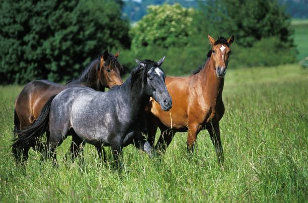 istock Lusitano Horse, Herd standing in Meadow 1253027958