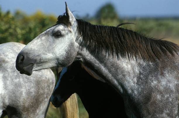 istock Lusitano Horse, Herd standing in Meadow 1253027963