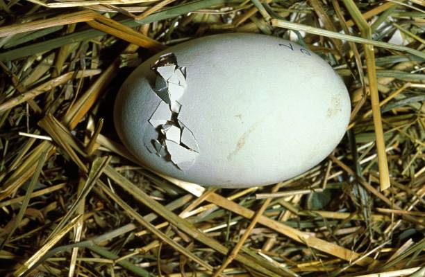 istock White Stork, ciconia ciconia, Chick Hatching from Egg in Nest 1253027989