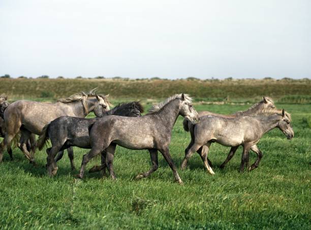 istock Lusitano Horse, Herd Trotting through Meadow 1253028788