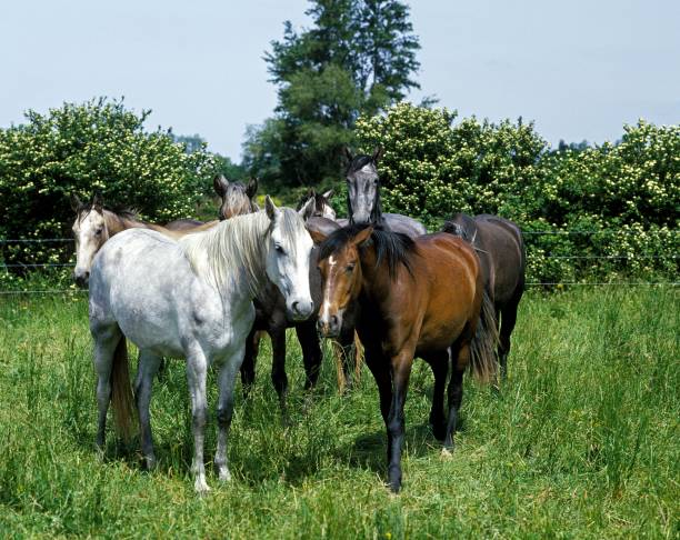 istock Lusitano Horse, Herd standing in Meadow 1253028793