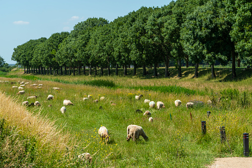 Sheep grazing near a ditch on a dyke in the Netherlands under a typical Dutch summer sky