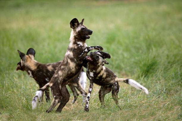 istock African Wild Dog, lycaon pictus, Adults playing, Namibia 1253029100