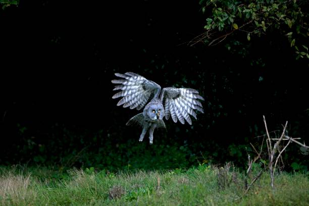 istock Great Grey Owl, strix nebulosa, Adult in Flight 1253029292
