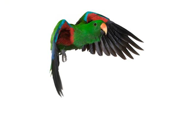 istock Eclectus Parrot, eclectus roratus, Male in Flight against White Background 1253029335