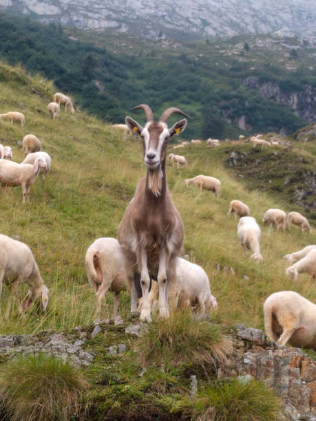 istock A goat on a green slope, Lombardy, Italy. 1253029404