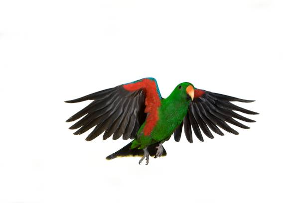 istock Eclectus Parrot, eclectus roratus, Male in Flight against White Background 1253029614