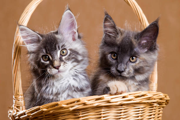 istock two Maine Coon kitten in a basket 1253029901