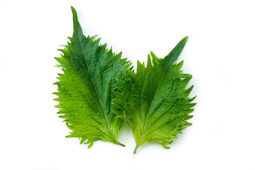 two green  Shiso leaves Isolated on White Background, high angle view.