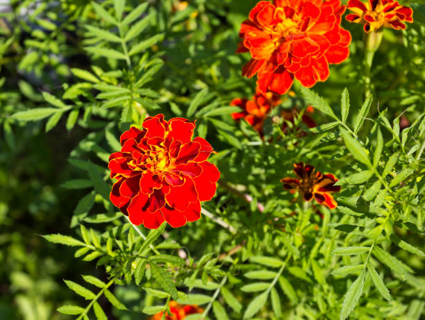istock Background with green leaves and red Tagetes 1253032100