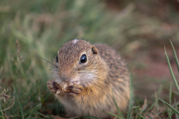 istock Close-up portrait of a cute Gopher. 1253032215