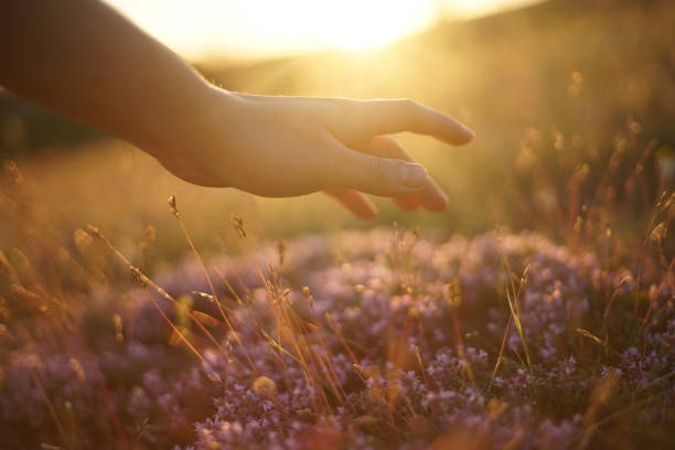 istock Close-up of a herbalist's hand picking wild thyme. 1253032949