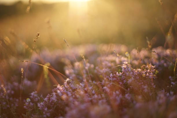 istock Close-up of wild thyme lit by soft, natural sunlight. 1253032950