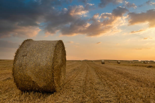 istock Results of harvest 1253033041