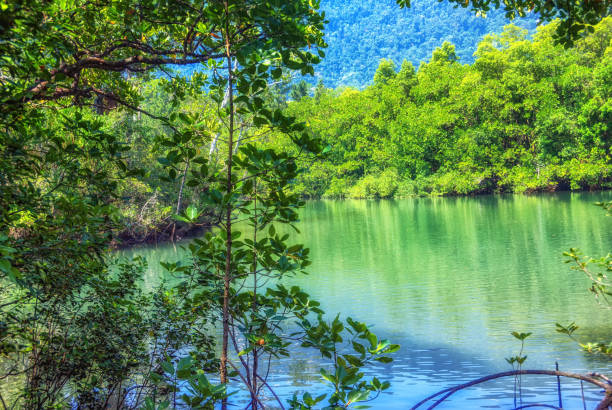 Mossman Gorge, Daintree National Park, Mossman Gorge, Daintree National Park, UNESCO World Heritage Site, Queensland, Australia, Pacific mossman gorge stock pictures, royalty-free photos & images