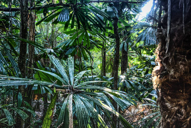 Dense vegetation in the Daintree Rainforest, a heritage listed rainforest and the oldest in the world. The Daintree Rainforest is a region on the northeast coast of Queensland, Australia and is the oldest continually surviving tropical rainforest in the world, mossman gorge stock pictures, royalty-free photos & images