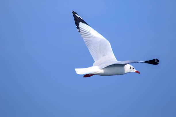istock Seagulls flying in the blue sky 1253033445