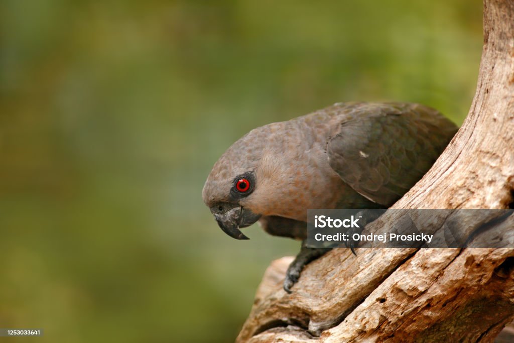 Bird from Kenya, Africa. Red-bellied parrot Poicephalus rufiventris, portrait light green parrot with brown head. Detail close-up portrait bird. Bird, Central Afroca. Wildlife scene, tropic nature. Animal Stock Photo