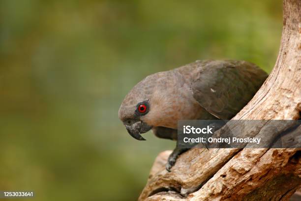 Bird From Kenya Africa Redbellied Parrot Poicephalus Rufiventris Portrait Light Green Parrot With Brown Head Detail Closeup Portrait Bird Bird Central Afroca Wildlife Scene Tropic Nature Stock Photo - Download Image Now