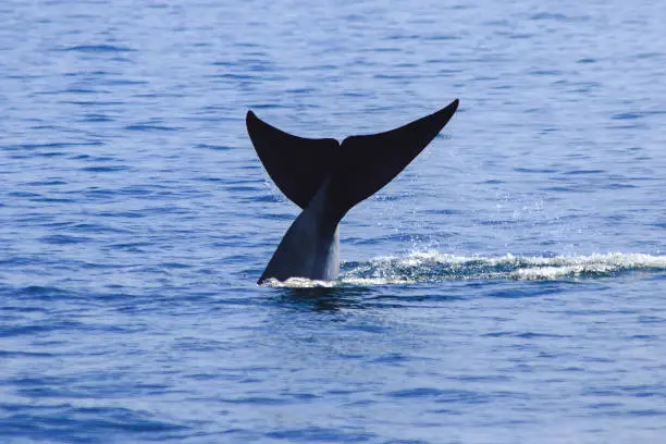 Whale tail raised, water splashes,Bruda whale tail in the sea,"nBruda is a large whale Is a mammal