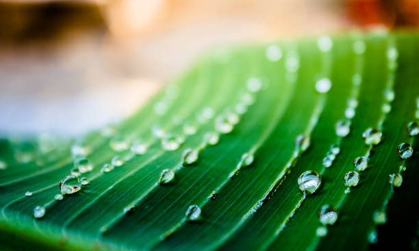 sluit omhoog van groen blad met waterdalingen - biologisch fotos stockfoto's en -beelden