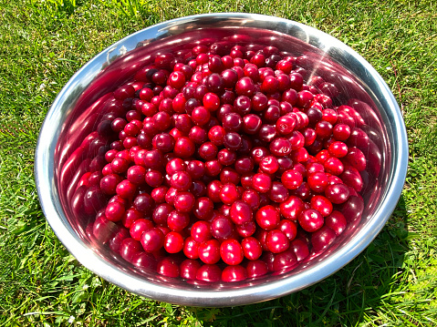Red Cherry Harvesting. Organic freshly harvested Red Cherries inside metal bowl standing on green grass. Summer Cherry Harvesting.