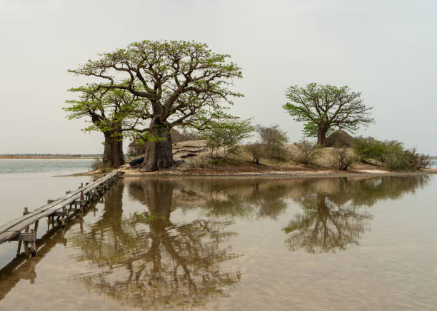 istock Peaceful african landscape, Senegal, Africa 1253037128