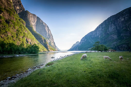 Lysefjord at lysebotn at sunset soft light high cliff and sheep grazing in green meadow