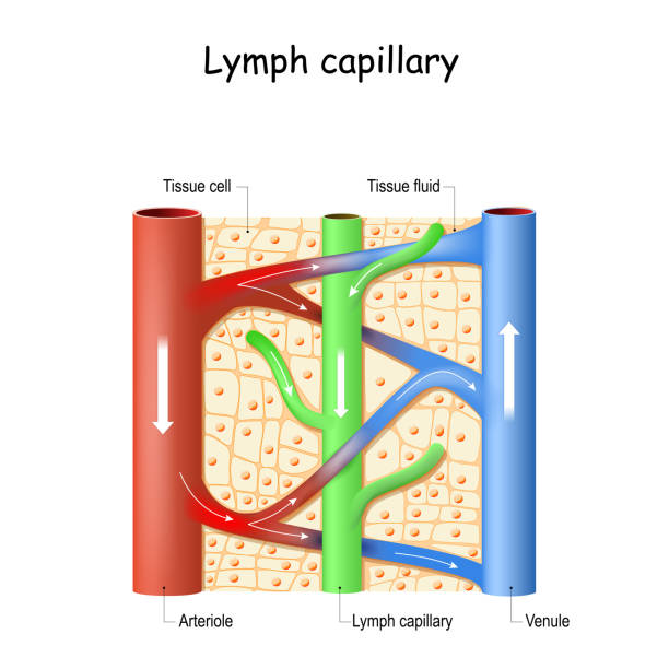 ヒト組織におけるリンパ毛細管。血管: 静脈と動脈.リンパ系。 - lymphatic system点のイラスト素材／クリップアート素材／マンガ素材／アイコン素材