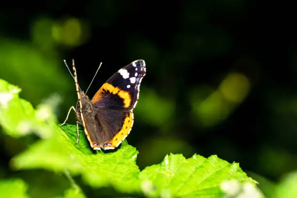 Photo of Admiral butterfly