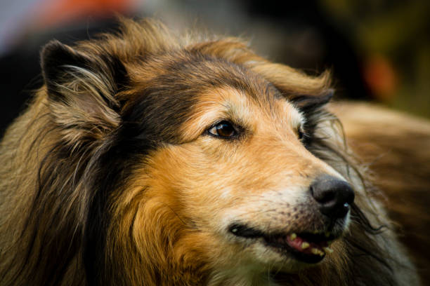 istock Collie in close up 1253041646